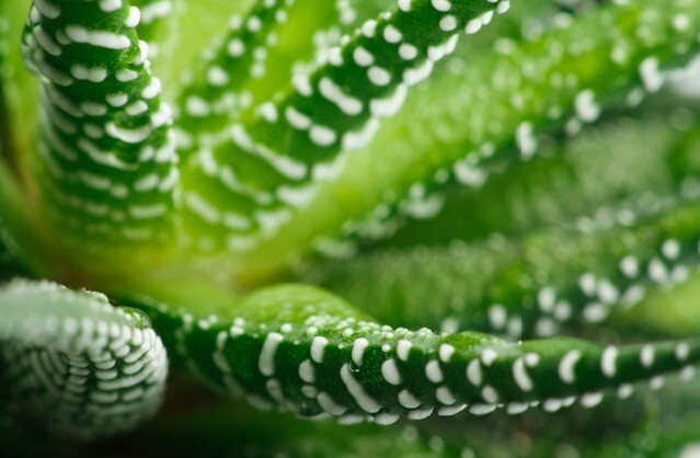 Close-up of the healing plant Aloe Vera